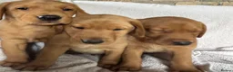 Labrador Retriever dogs for sale: Fox red Labrador - Advert 4