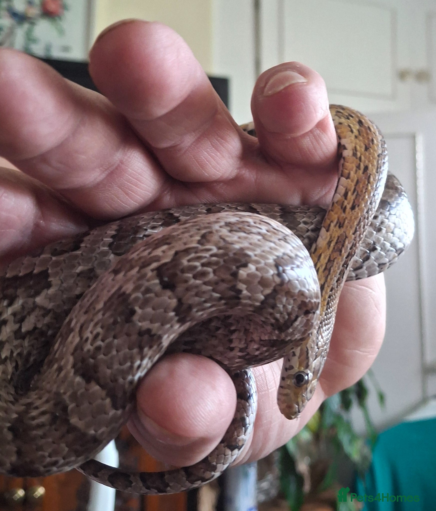 Corn Snake reptiles Corn snake - Advert 1