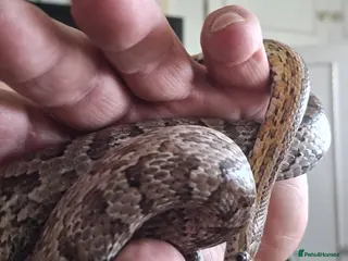 Corn Snake reptiles Corn snake - Advert 1