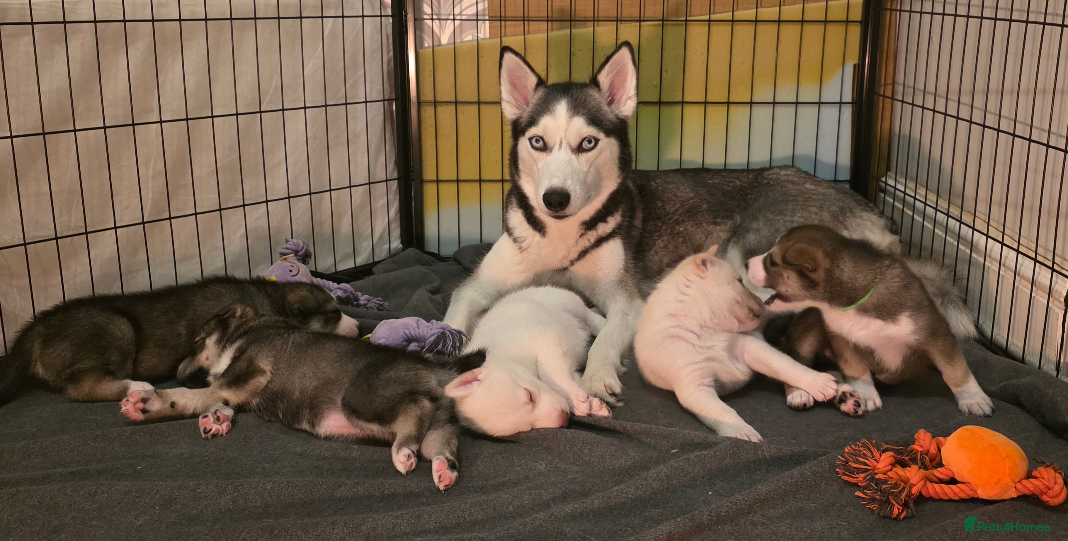 Siberian Husky dogs gorgeous siberian husky pups  - Advert 6