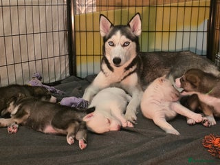 Siberian Husky dogs 5 left gorgeous siberian husky pups - Advert 1