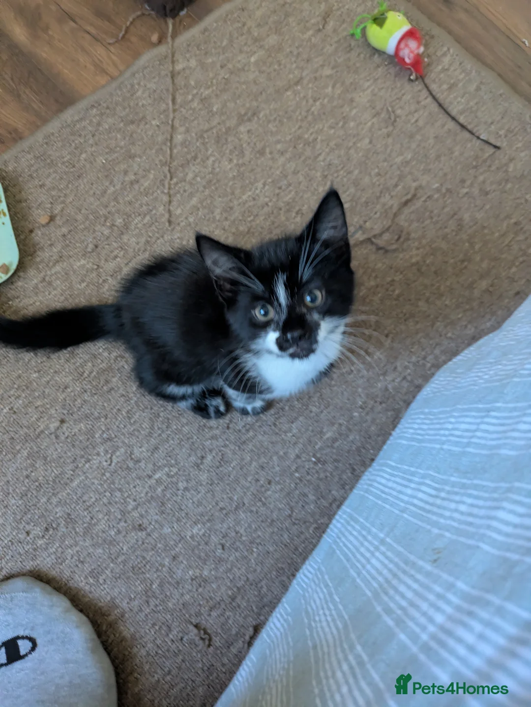 Mixed Breed cats for sale: 10 lovely baby kittens for sale - Advert 2
