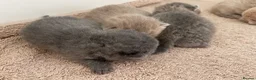 British Shorthair cats for sale: STUNNING LILAC TICKED TABBY GCCF FEMALE KITTENS  - Advert 29