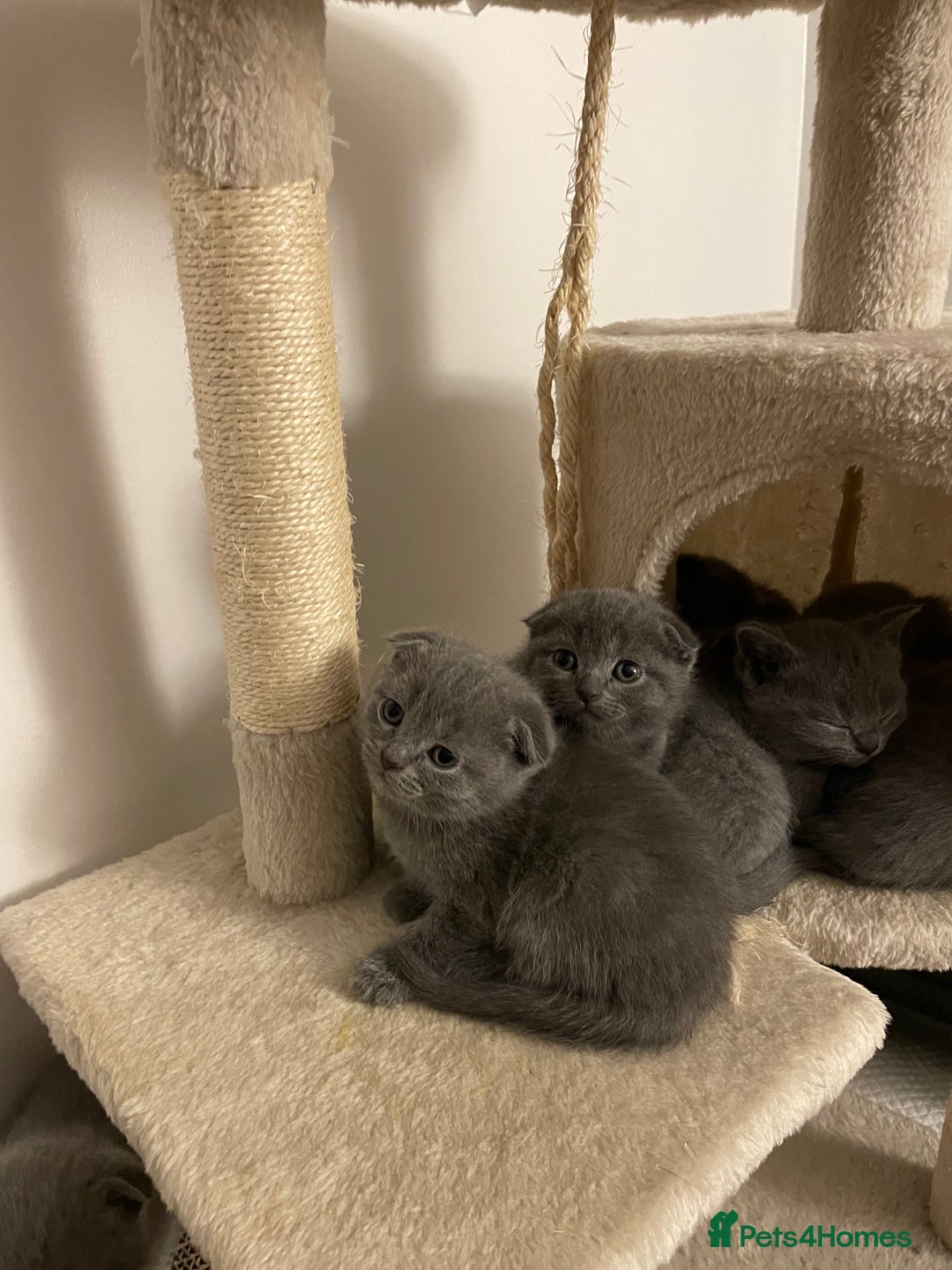 Scottish Fold cats for sale: PURE BREED SCOTTISH FOLD KITTENS 🐾 - Advert 7