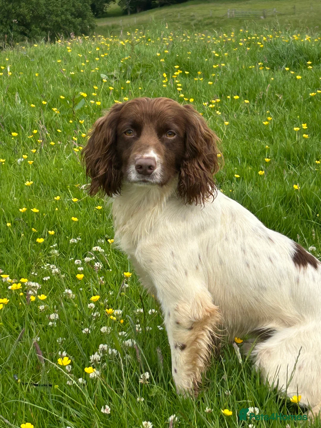 English Springer Spaniel dogs for stud: KC registered, health tested springer dog for stud - Advert 3