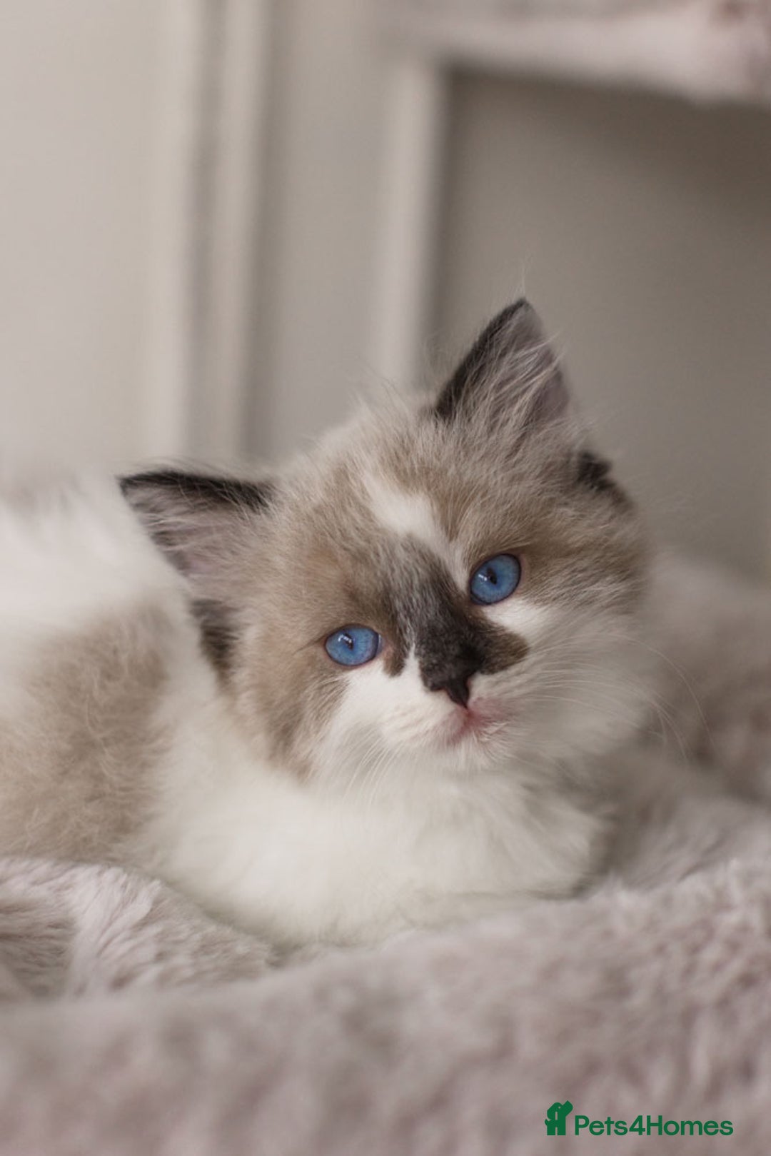 Ragdoll cats for sale: Bicolour and Lynx Ragdoll kittens - Advert 25