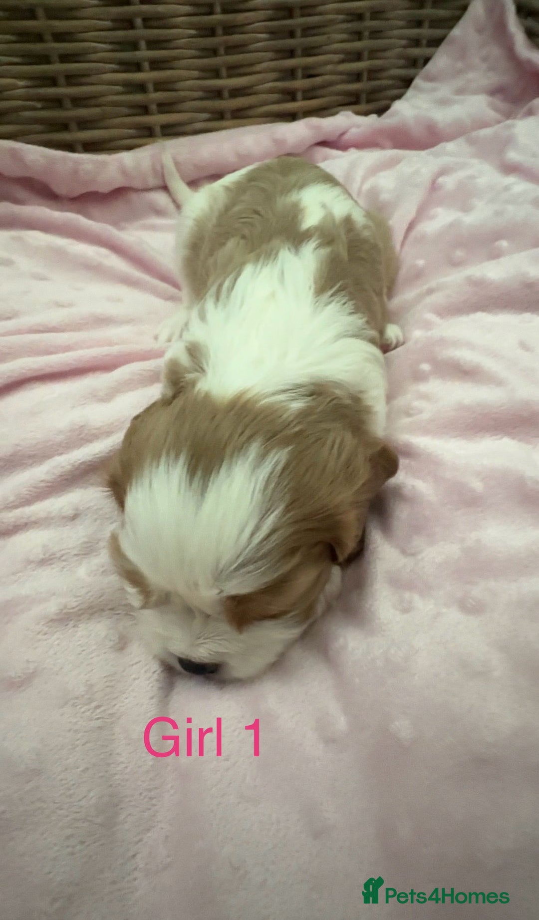 Cavalier King Charles Spaniel dogs for sale: Cavalier King Charles puppies  - Image 11