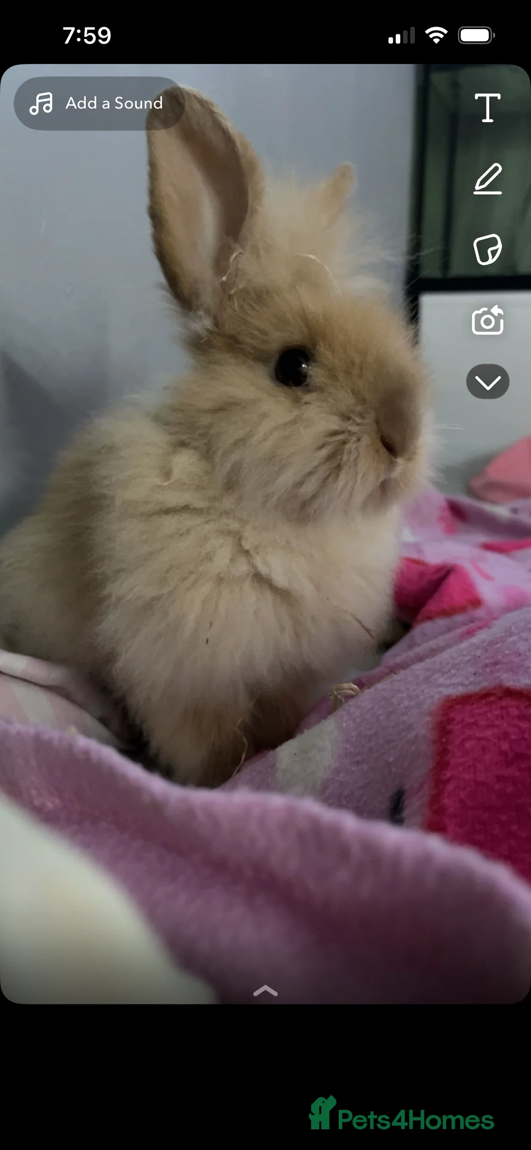 Lionhead rabbits for sale: 2 lions heads for sale  - Advert 3