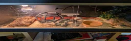 Corn Snake reptiles for sale: 1.5 year old female corn snake + viv for rehoming in London - Advert 5
