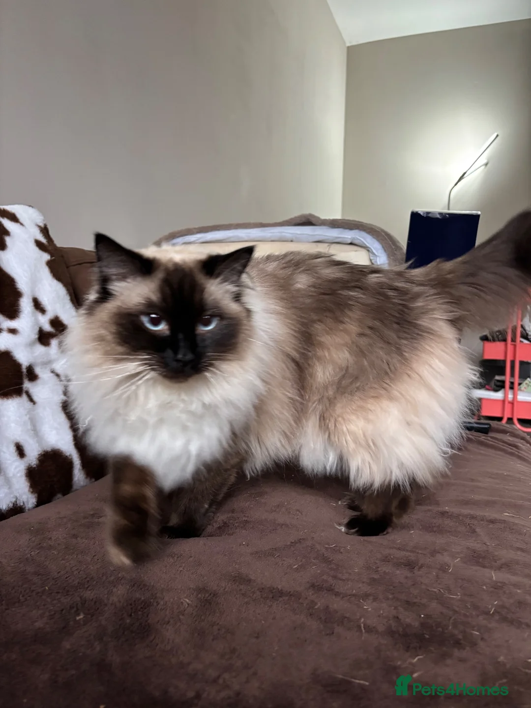 Ragdoll cats for sale: 2 ragdolls mother and daughter  in North Shields - Advert 1