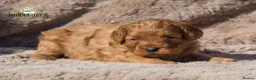Cavapoo dogs for sale: Donna Jay’s Celebrity K9s   - Advert 8