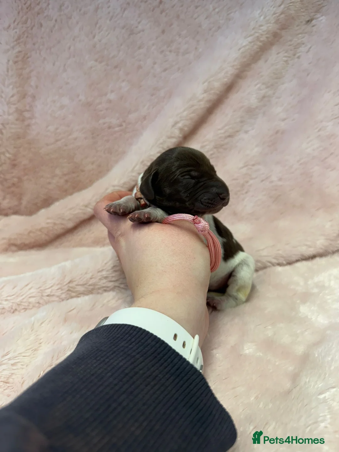 German Shorthaired Pointer dogs for sale: Gorgeous Green Short Haired Pups - Serbian Blood - Advert 15