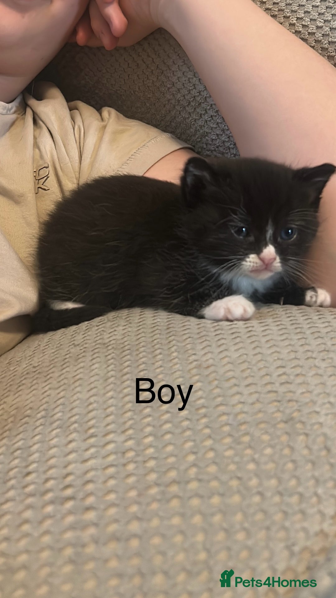 Domestic Shorthair cats for sale: 5 Beautiful Kittens - Advert 6