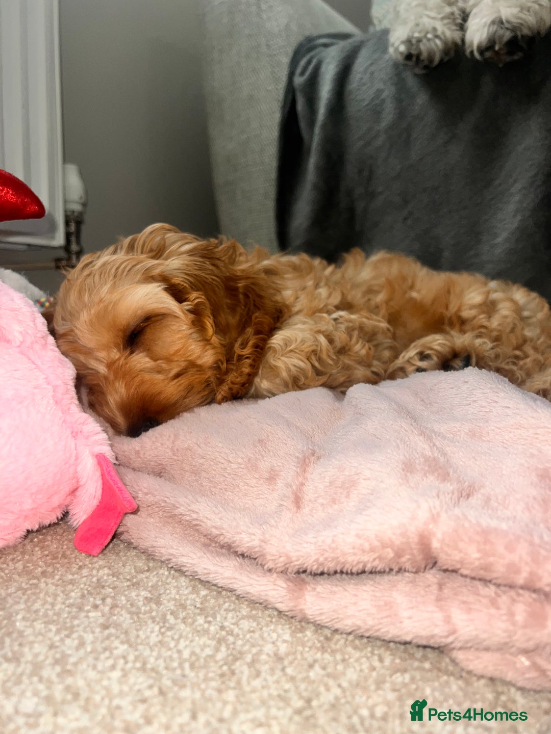 Cavapoo dogs for sale: Female Cavapoo - Advert 7