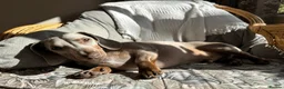 Miniature Dachshund dogs for sale: KC reg Isabella & Tan mini dachshund boy in Darlington - Advert 3