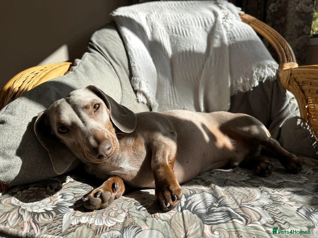 Miniature Dachshund dogs for sale: KC reg Isabella & Tan mini dachshund boy in Darlington - Advert 3