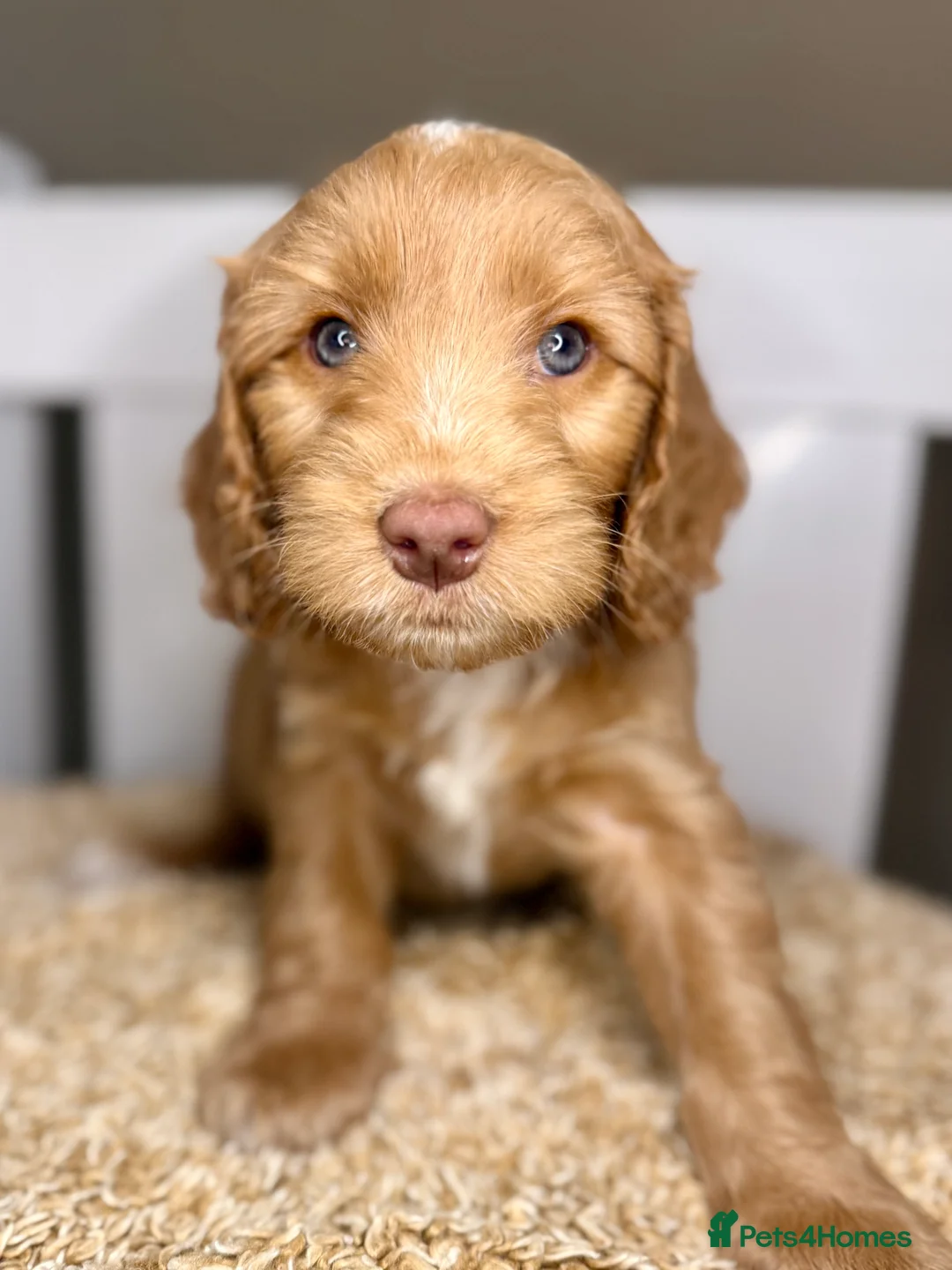 Cockapoo dogs for sale: Sweet Natured, Healthy & Happy Cockapoos - Advert 8