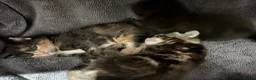 Mixed Breed cats for sale: Four Gorgeous Kittens  - Advert 3