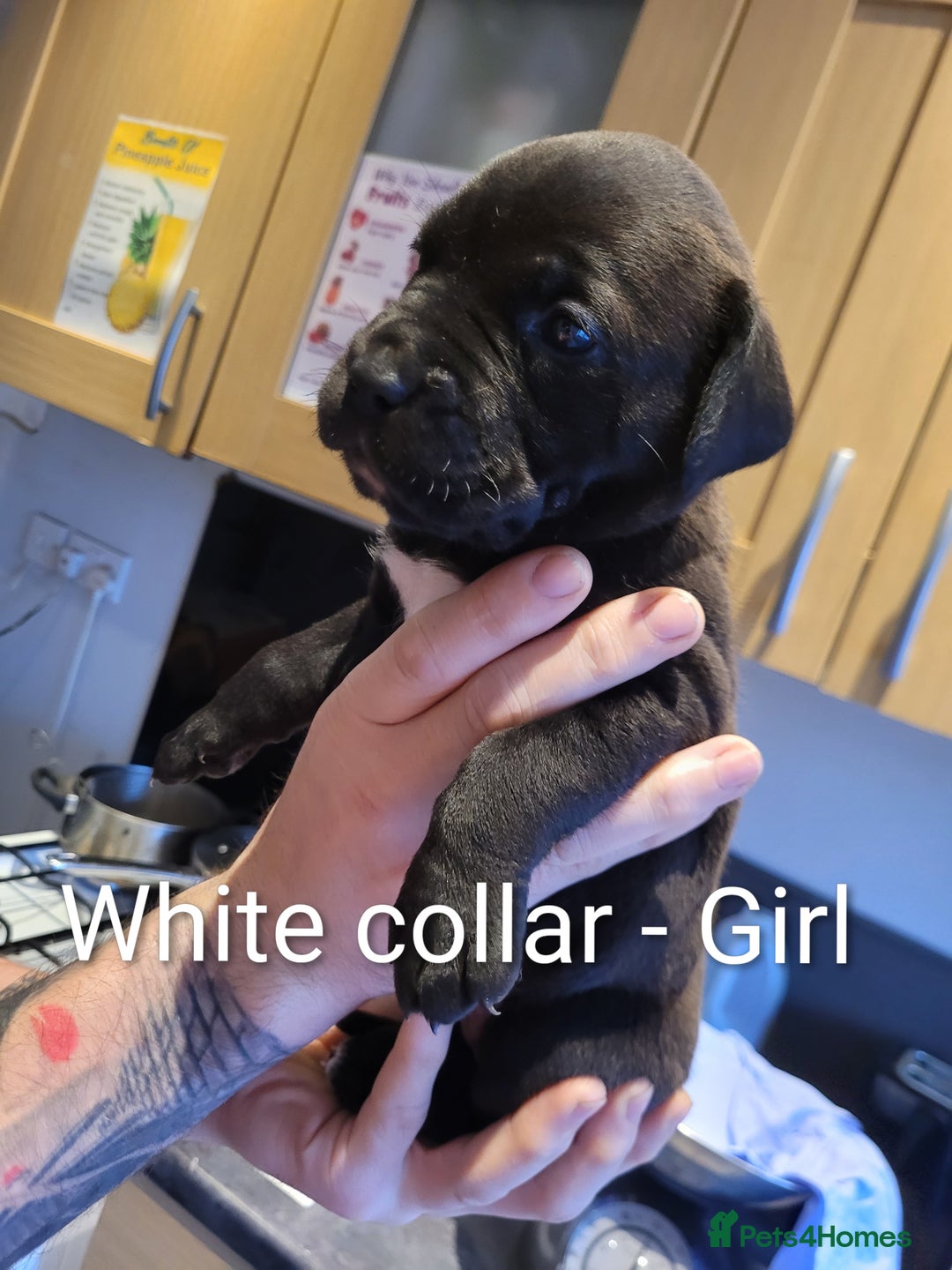 Mixed Breed dogs for sale: Douge de bordeaux x Presa Canerio  - Advert 12