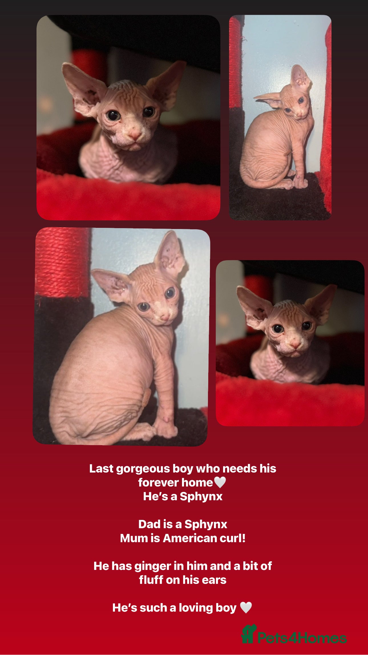 Mixed Breed cats ✨final gorgeous boy looking for his forever home✨ - Advert 6