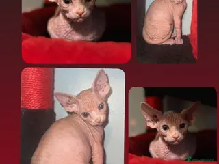 Mixed Breed cats ✨final gorgeous boy looking for his forever home✨ - Advert 6