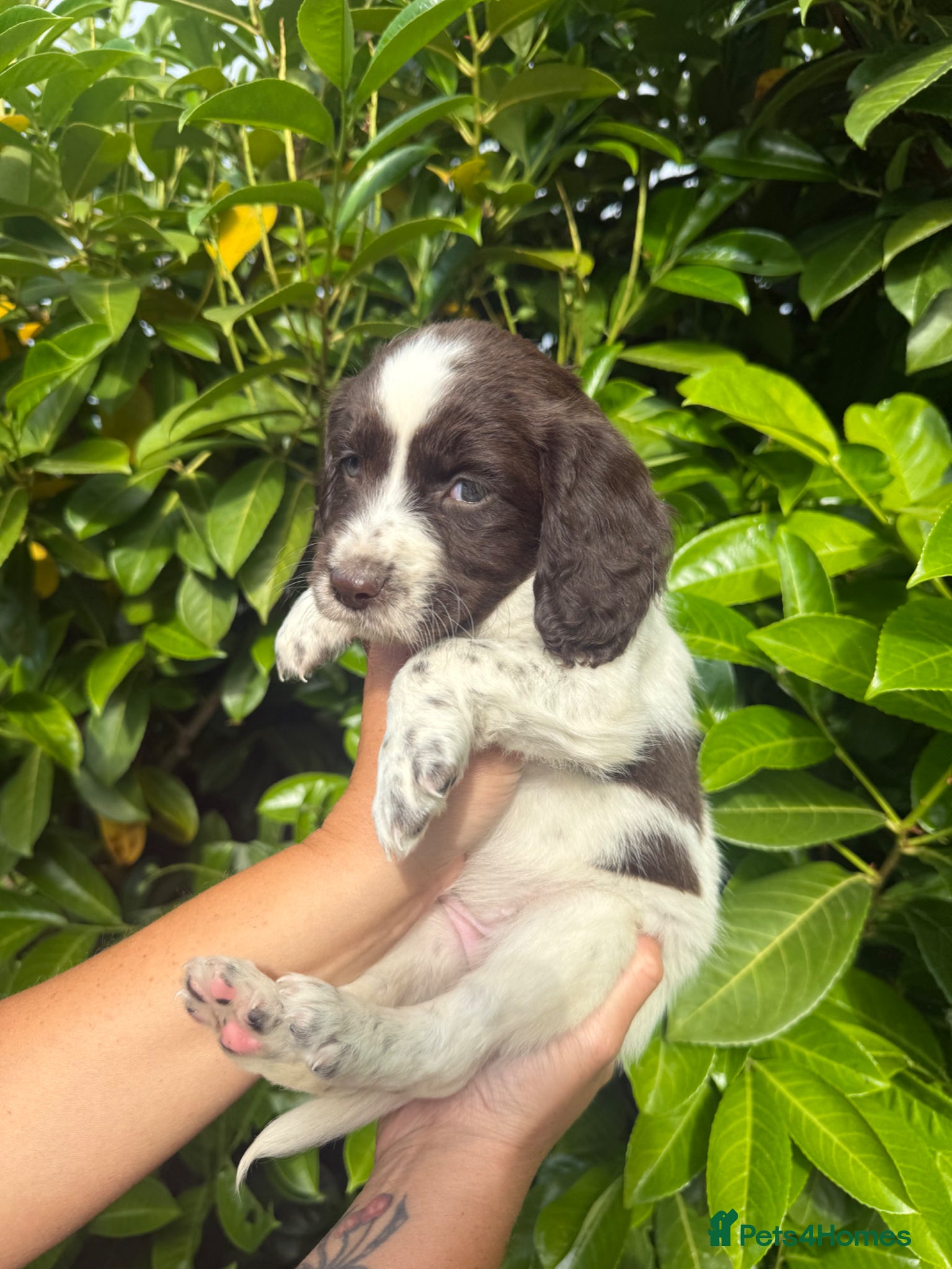 Mixed Breed dogs Sproodle Puppys for sale  - Advert 2