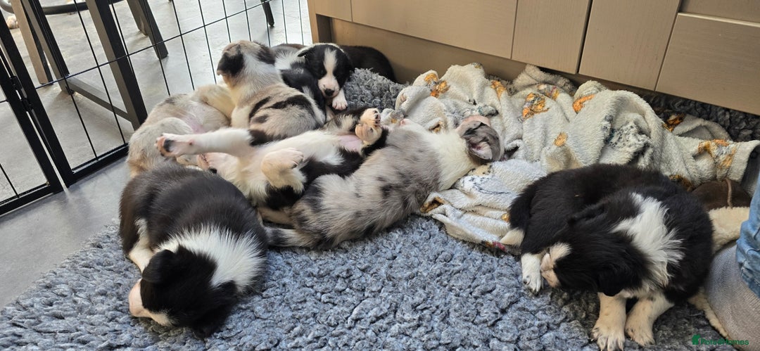 Border Collie dogs for sale: Beautiful Border Collie Puppies - Image 4