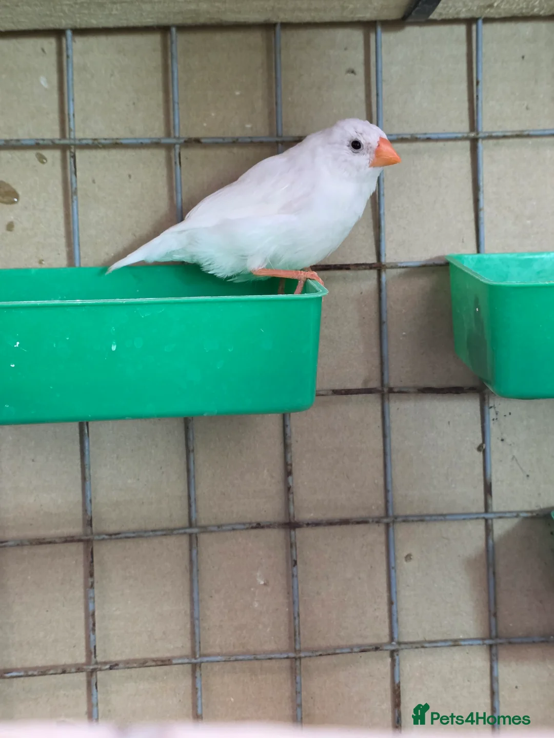 Finches birds for sale: Zebra Finch  - Advert 4
