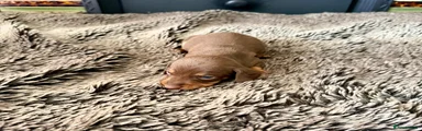 Miniature Dachshund 6