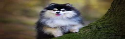 Pomsky dogs for stud: F2 4.5kg Russian Imported Pomsky for Stud - Advert 5