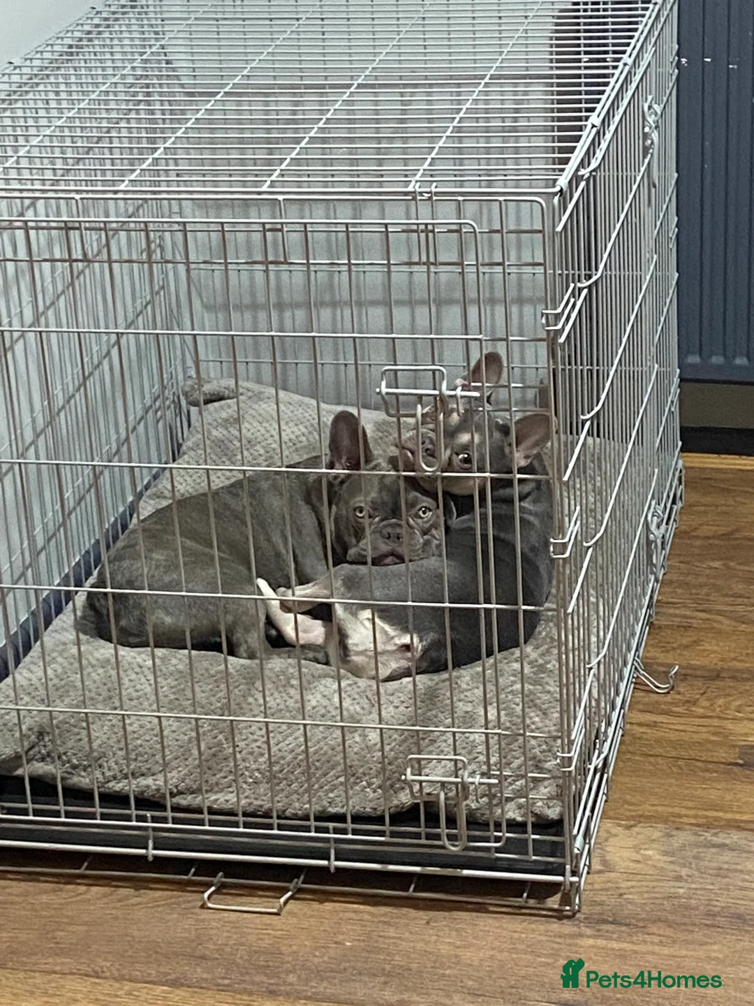 French Bulldog dogs for sale: 2 French bulldogs  - Advert 1