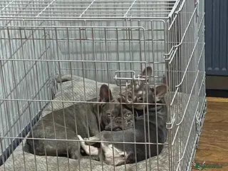 French Bulldog dogs 2 French bulldogs - Advert 3