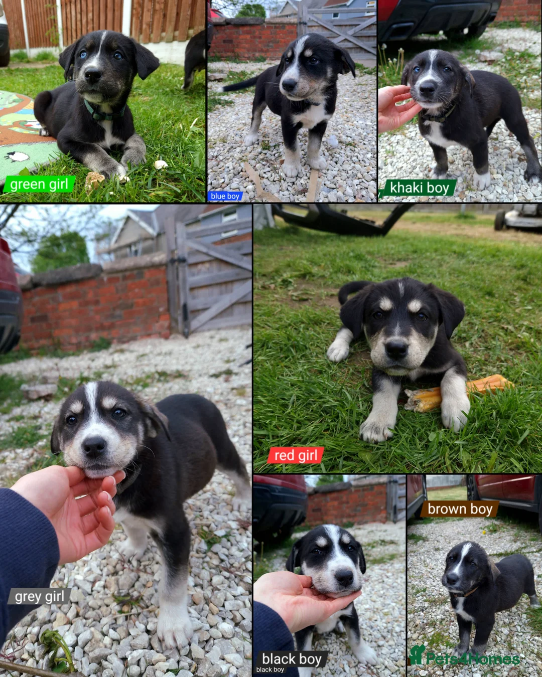 Mixed Breed dogs for sale: Unique BLUE EYED  Labrador and Husky puppies - Advert 2