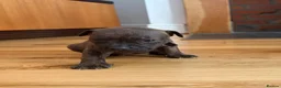 Mixed Breed dogs for sale: 7 Beautiful French Bull Dog Puppies  - Advert 7