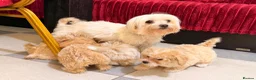 Maltipoo dogs for sale: Little Maltipoo F1 puppies❤️ - Advert 4