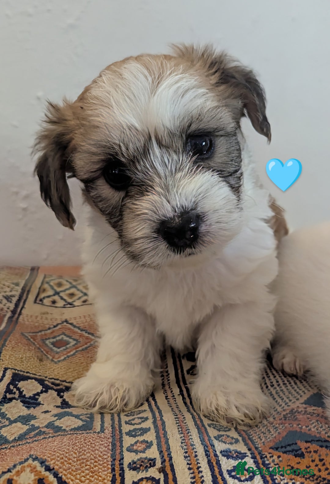 Cavachon dogs for sale: Cavachon Puppies - excellent example!  - Image 8