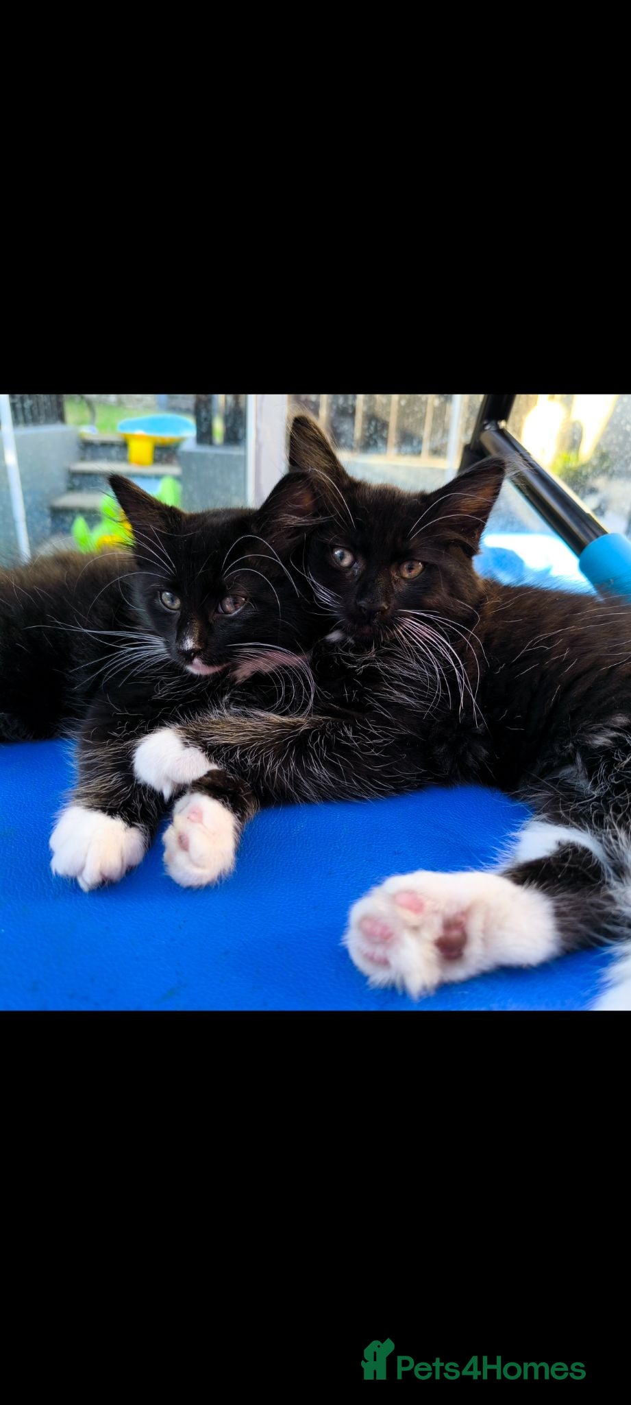 Mixed Breed cats Long hair kittens & short hair kittens ready now  - Advert 2