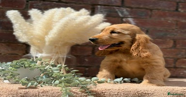 Cocker Spaniel dogs in Bradford - Advert 2