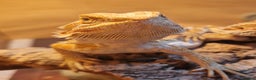 Bearded Dragon reptiles for sale: Beautiful Bearded Dragons - Advert 2