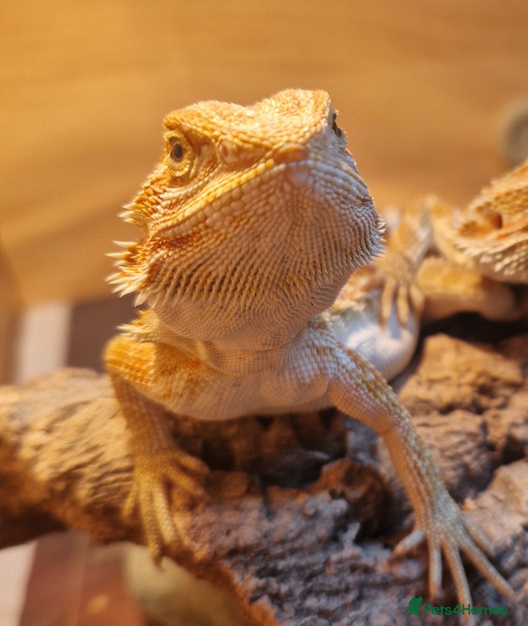 Bearded Dragon reptiles for sale: Beautiful Bearded Dragons - Advert 2
