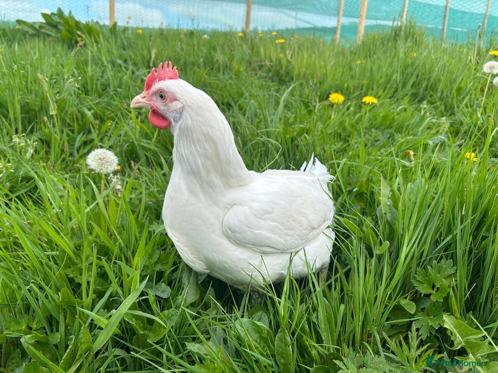 Mixed Breed poultry for sale: Hybrid Pullets POL Vaccinated - Advert 1