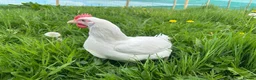 Mixed Breed poultry for sale: Hybrid Pullets POL Vaccinated - Advert 1