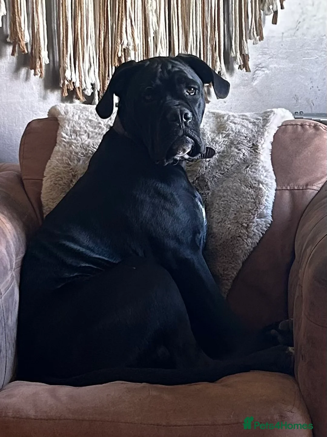 Cane Corso dogs for sale: Zeus  - Advert 11