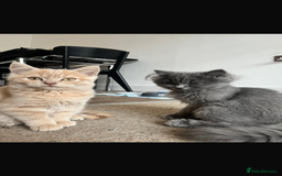 Mixed Breed cats for sale: Persian x Russian blue & British shorthair - Image 8