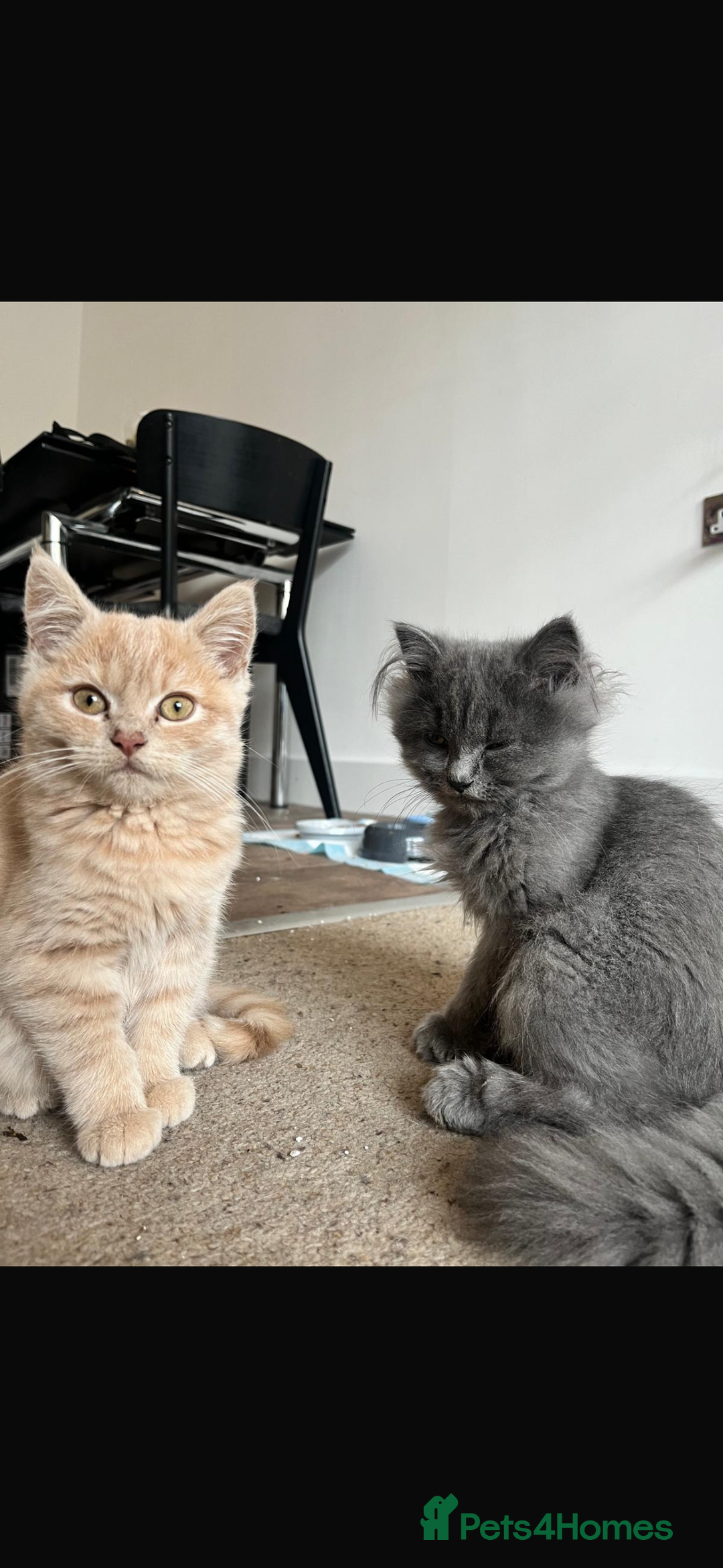 Mixed Breed cats for sale: Persian x Russian blue & British shorthair - Image 8