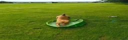 Mixed Breed dogs for sale: Large staffie X in Wakefield - Advert 3