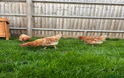 Chickens poultry for sale: Three Laying Hens Looking For A New Home - Image 1