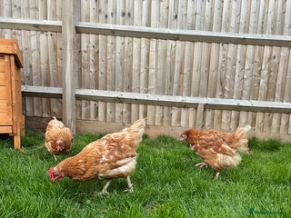 Chickens poultry for sale - Advert 1