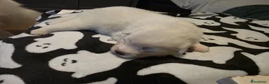 Samoyed 1