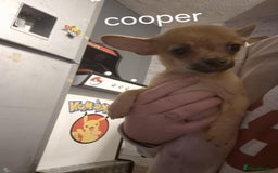 Chihuahua dogs for sale: 2 chihuahua boys - Image 3